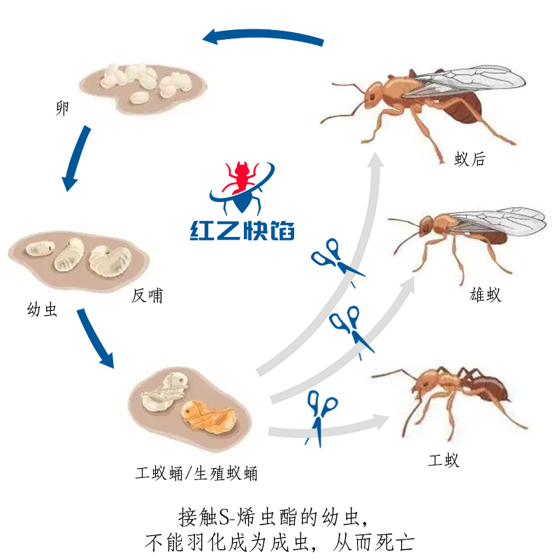 红火蚁生活史.jpg
