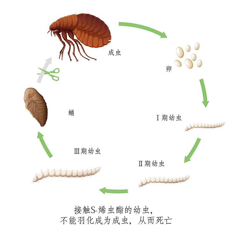 跳蚤生活史.jpg