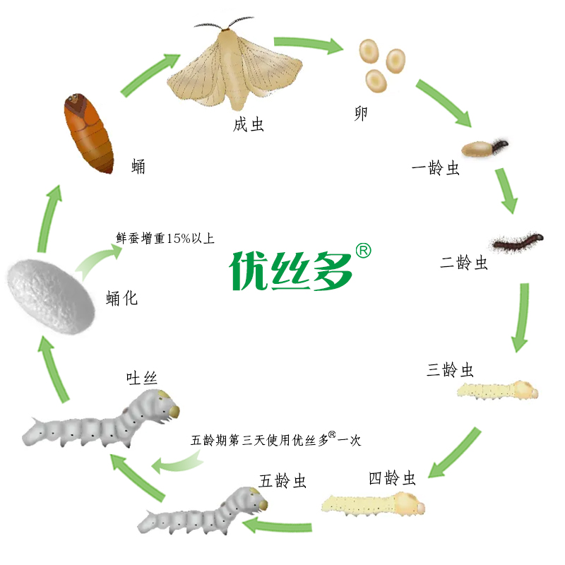 蚕生活史.jpg